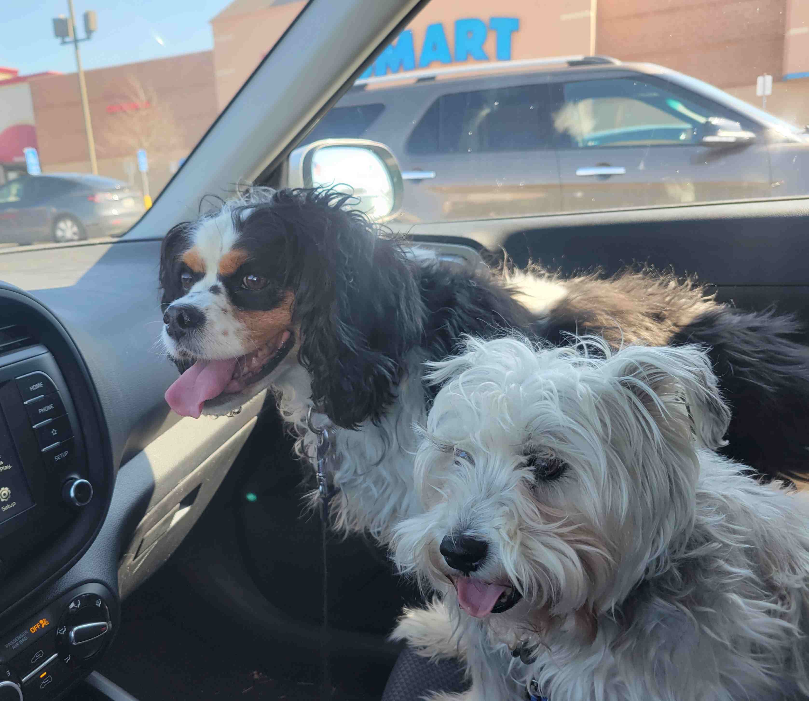 2023-03-20 Spring dog cuts Before.jpg